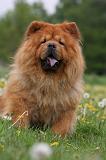 CHOW CHOW 472